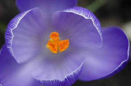 crocus, spring, flower, purple, saffron, petal, fragility