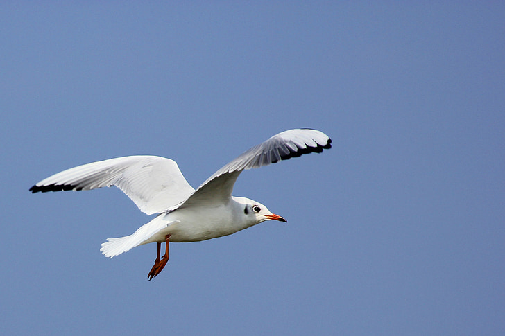 Seagull, volar, cielo, pájaro del agua, primavera, seevogel