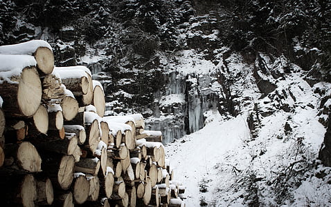 nieve, madera, invierno, naturaleza, frío, cubierto de nieve, troncos de los árboles