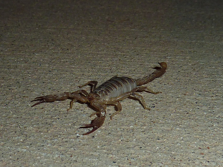 Scorpion, Sting, animale, toxice