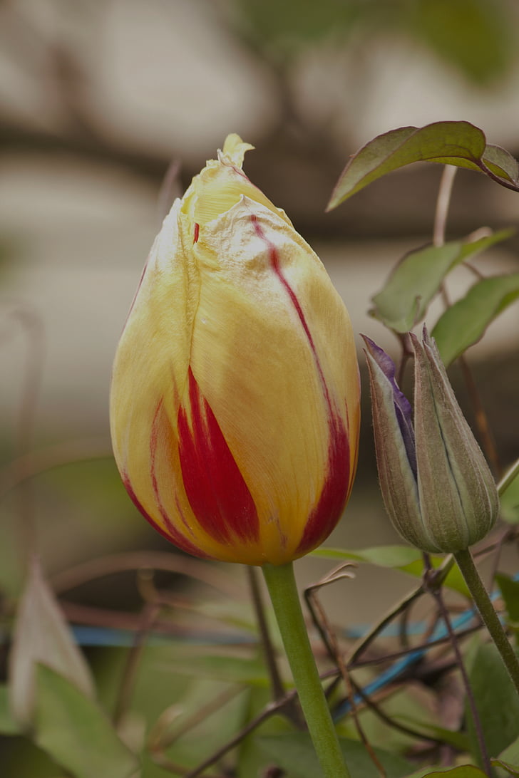 Tulip, geel, Floral duet