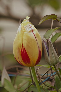 Tulipa, amarelo, dueto floral