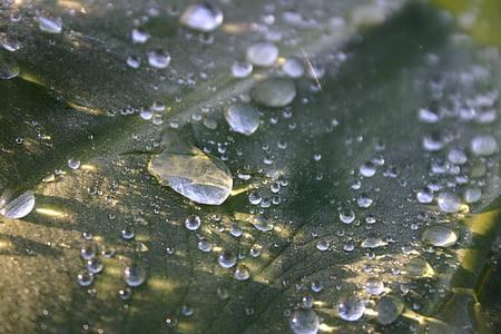 apa, frunze, droplet-uri, frumos, Close-up, macro, verde