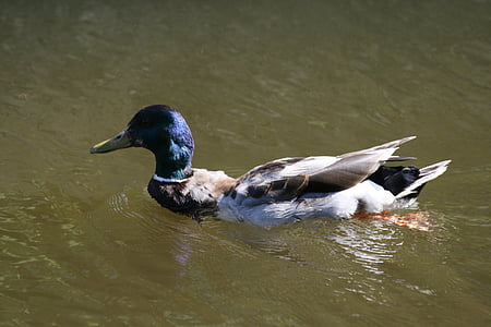 duck, male, ditch