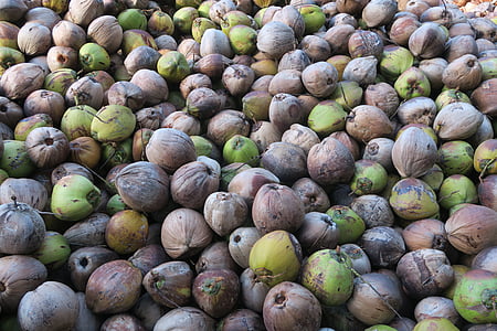 kokos, eksotiske frugter