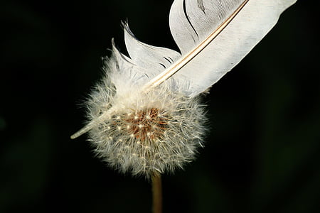 dandelion, flower, nature, close, seeds, plant, flora