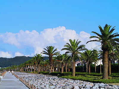 palm trees, tree lined, blue sky, white, cloud, green, asphalt