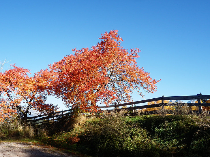 podzim, strom, plot, červená