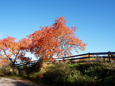 autunno, albero, recinzione, rosso
