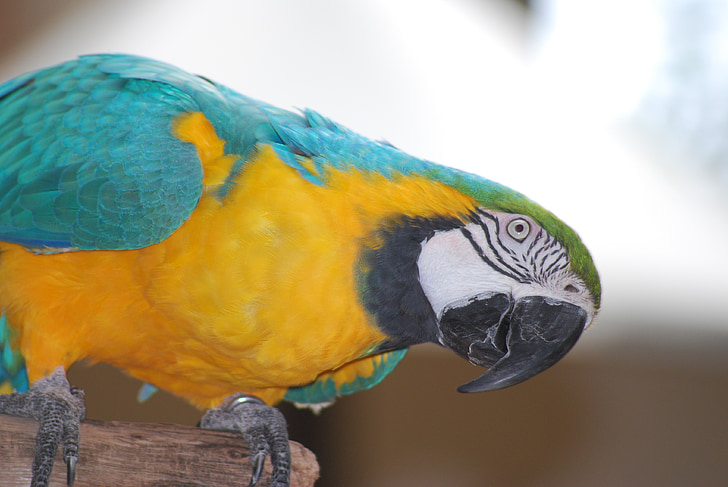 papegøye, fuglen, natur, Tropical, Wing, fjær, fargerike