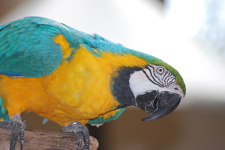 папагал, птица, природата, тропически, крило, перо, цветни