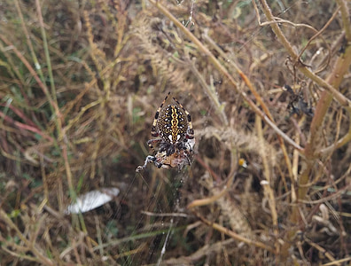 Spinne, Araneus diadematus, Spinne mit Beute, Spinnennetz-Farben