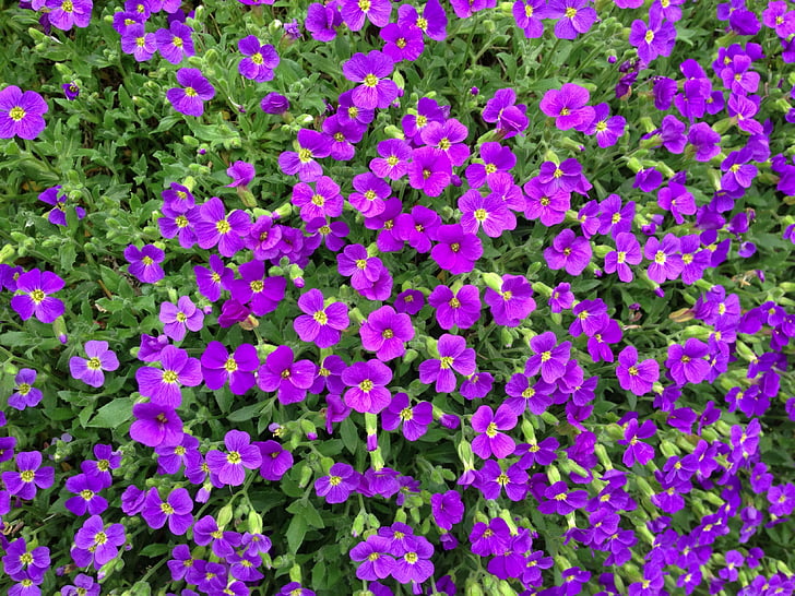 aubrieta, синій подушка, фіолетовий, кам'яний сад, Весна, декоративна рослина, цвітіння