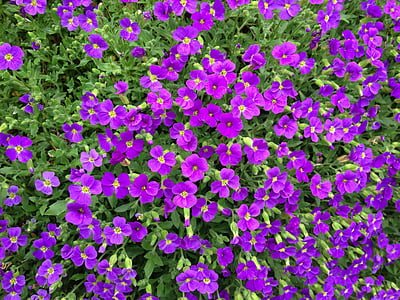 Aubretia, coixí blau, violeta, jardí de pedra, primavera, planta ornamental, flor