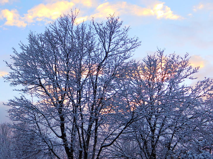 l'hivern, neu, arbres, posta de sol, cel, fred, blau