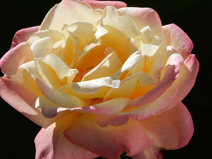 Rose, fleur, Blossom, Bloom, fermer, jardin, s’épanouit