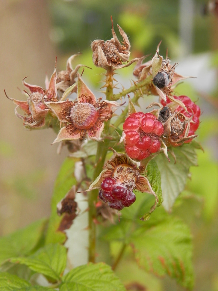 blackberry, fruit, berries, fruits, nature, harvest, dry