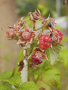 blackberry, fruit, berries, fruits, nature, harvest, dry