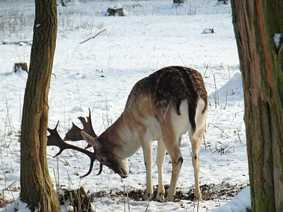 hirsch, fallow deer, winter, snow, forest, blade, antler