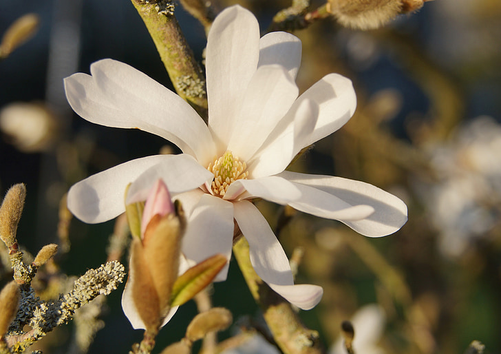 star magnolia, flower, bush, blossom, bloom, plant, close