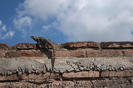 lizard, brick, sky, blue, wall