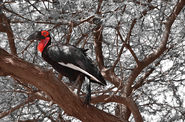 ptaki, Tanzania, szary, czerwony, czarny, drzewa osobowa, Natura