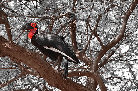 fåglar, Tanzania, grå, röd, svart, träd-sitsig, naturen