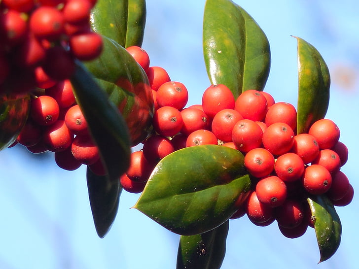Holly, fructe de padure, iarna, vacanta, boabe, sezon, decor