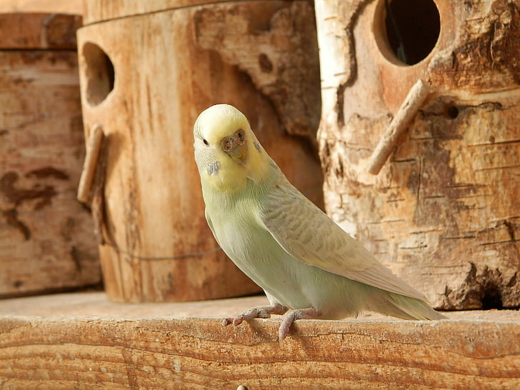 parakeet, parakeet corrugated, wood, animals, bird, one animal, animal themes