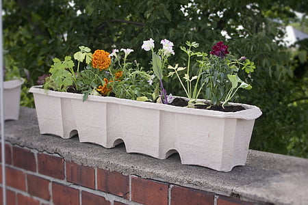 caixa de balcão, caixa de flor, vaso de flor, caixa de flores, planta, resíduos de papel, bio