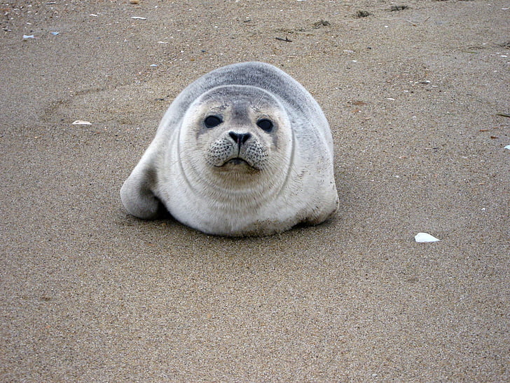 harbor seal, resting, sand, ocean, wildlife, water, mammal