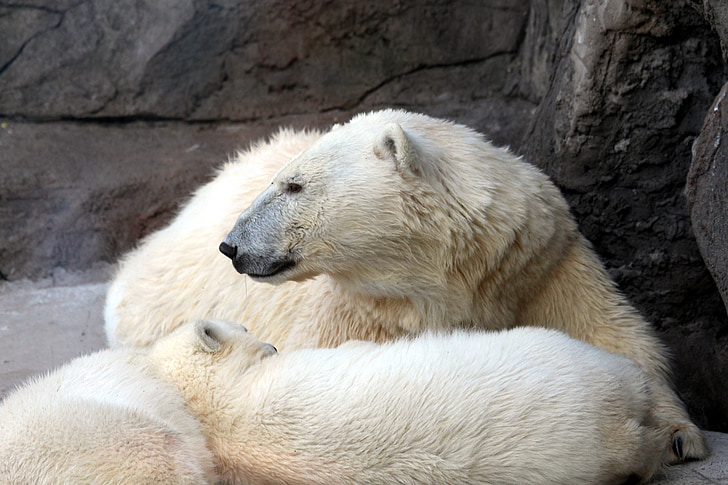 weißer Bär, weibliche Bär, Teddy-Bär, Eisbär, Zoo, Blick, liegt