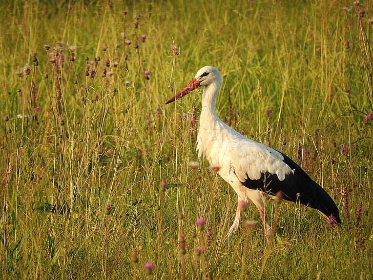 stork, bird, white stork, rattle stork