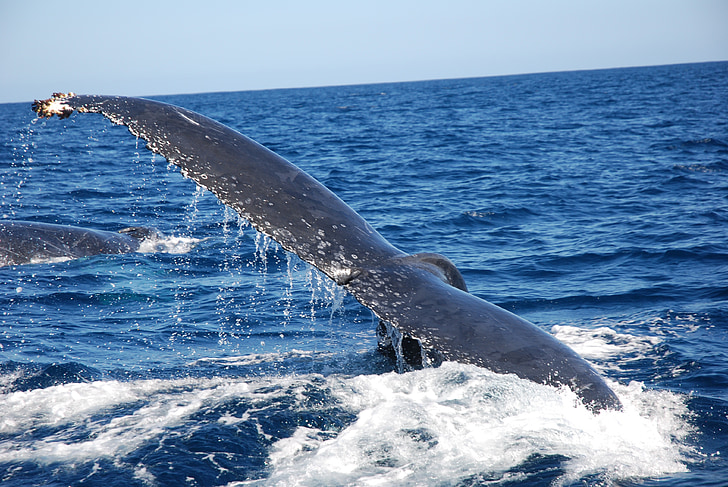aleta caudal, balena geperuda, Wal, aleta, mamífer, vida marina