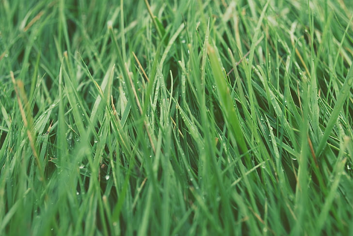 închide, Foto, verde, ierburi, iarba, culoare verde, o imagine completă