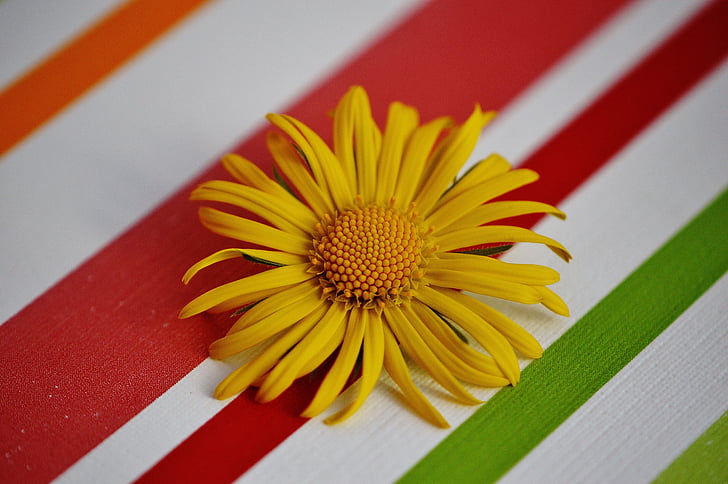 flower, spring, yellow, pointed flower, close, beautiful, daisy