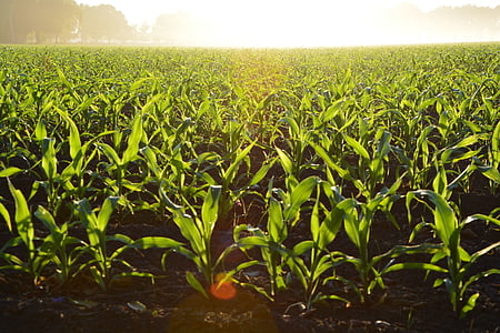 corn, crops, farm, field, food