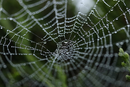 蜘蛛网, 蜘蛛网, 昆虫, 自然, 净额, 陷阱, 蜘蛛网