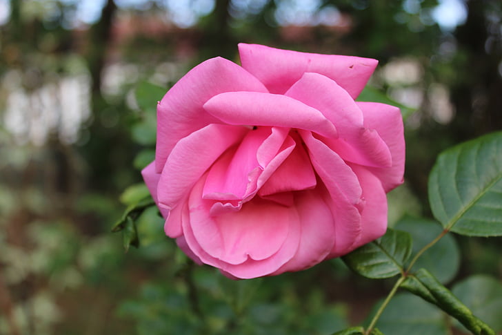 Rosa, flors, planta, Rosa de jardí
