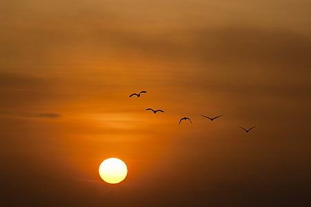 sunset, sea, sun, birds, twilight, bird, nature