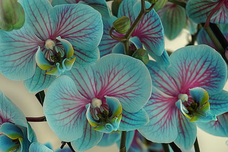 orquideas, flores, flor, floración, planta, naturaleza, cerrar