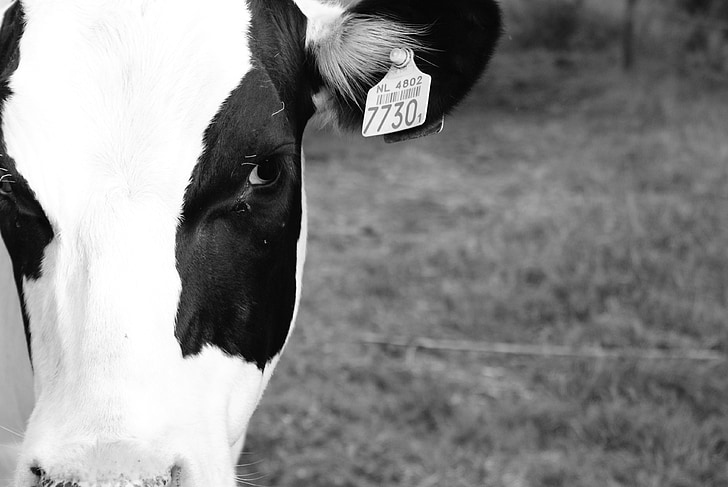 vaca, blanc de negre, blanc, granja, negre, animal, bonica