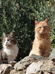 кішки, DOM, Feline погляд, поле, домашньої кішки, домашні тварини, тварини