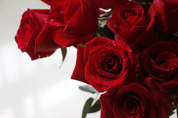 color de rosa, rosa roja, San Valentín, flor, amor, flor color de rosa-, rojo