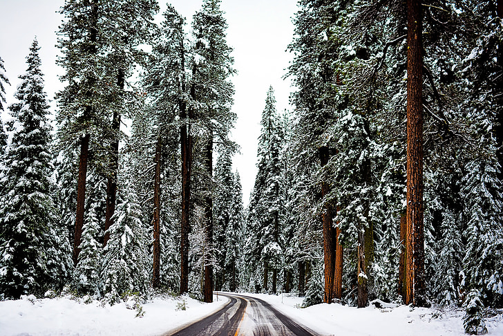krajine, scensko, pozimi, sneg, LED, hladno, cesti