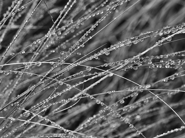 black-and-white, close-up, dew, grass, water, wet, nature