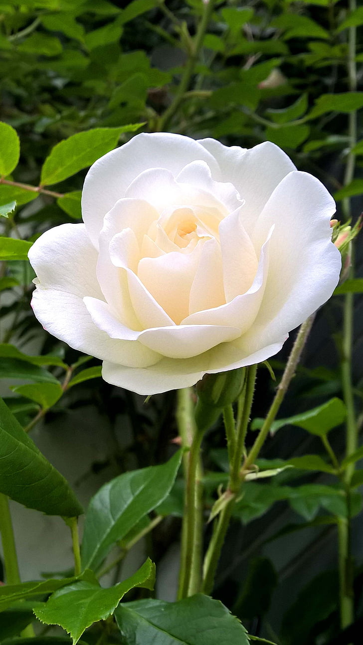 růže, bílá, květ, Bloom, floribunda
