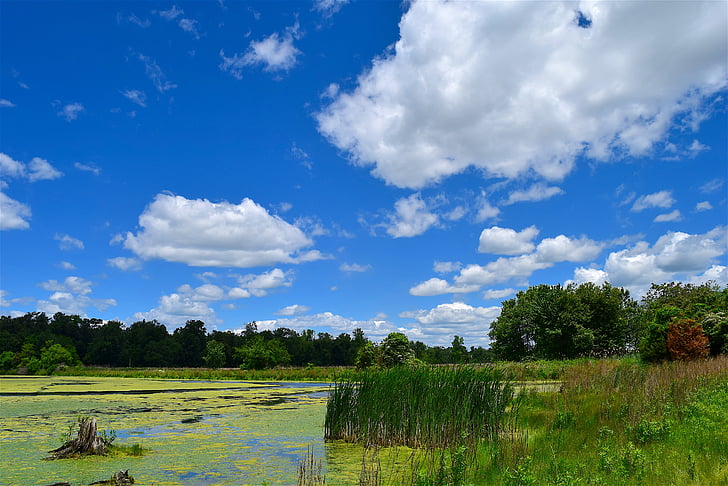 swamp, reeds, clouds, sky, blue, nature, landscape
