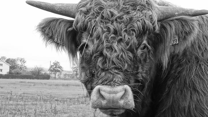 cow, animal, animals, cows, nature, black and white