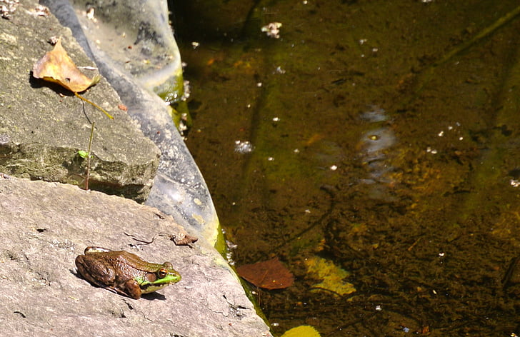 granota, Estany, natura, amfibis, aquàtiques, a l'exterior